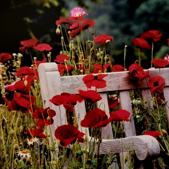 COLDWATER CREEK ♡  White Wooden Bench Red Floral Poppy Unframed Original Print - Picture 10 of 17